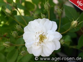 Rambling Rector