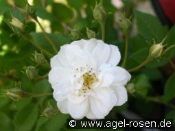 Rambling Rector