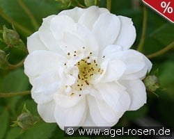 Rambling Rector kaufen, click for more details Rambling Rector