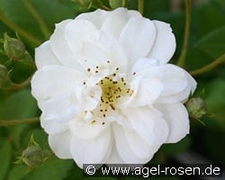 Rambling Rector