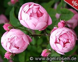 Raubritter kaufen, click for more details Raubritter