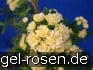 Buy Rosa banksiae Lutea