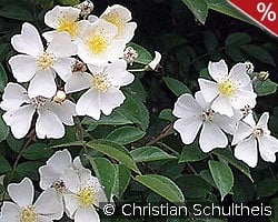 Rosa helenae kaufen, click for more details Rosa helenae