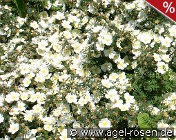 Rosa longicuspis syn mulliganii