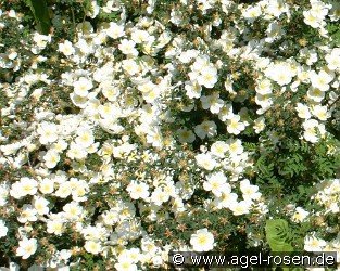 Rosa longicuspis syn mulliganii