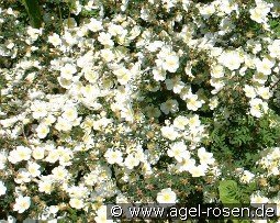 Rosa longicuspis syn mulliganii