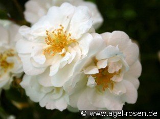 Sander's White Rambler