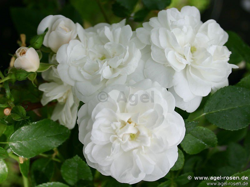 White Rambler Roses Buy Sander's White Rambler – Rambler Rose – AGEL ROSEN