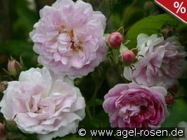 Seven Sister's Rose