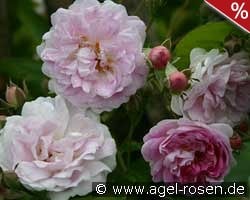 Seven Sister's Rose kaufen, click for more details Seven Sister's Rose