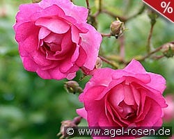 Super Dorothy kaufen, click for more details Super Dorothy