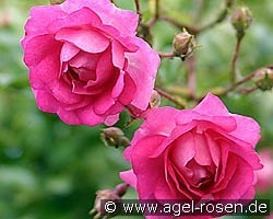 Super Dorothy kaufen, click for more details Super Dorothy