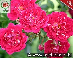 Super Excelsa kaufen, click for more details Super Excelsa
