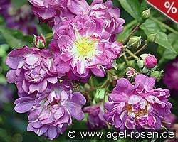 Veilchenblau kaufen, click for more details Veilchenblau