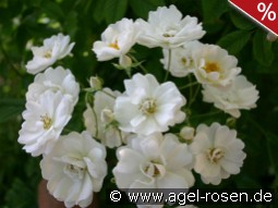 White Flight