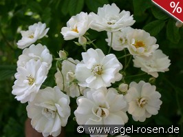White Flight