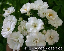 White Flight kaufen, click for more details White Flight