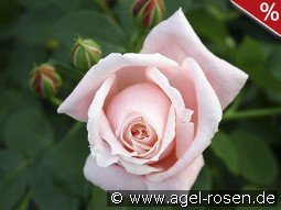 Albertine