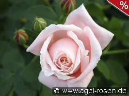 Albertine