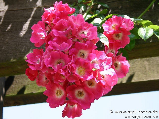 Rose ‘American Pillar‘ (5-Liter Topf)