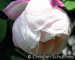 Ayrshire Queen kaufen, clicken für mehr Details Ayrshire Queen