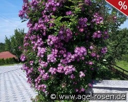 Bleu Magenta kaufen, clicken für mehr Details Bleu Magenta