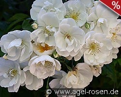 Bobbie James kaufen, clicken für mehr Details Bobbie James