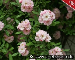 Bonny kaufen, clicken für mehr Details Bonny