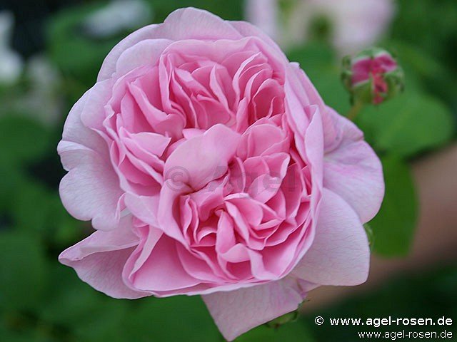 Rose ‘Chaplin‘s Pink Climber‘ (wurzelnackte Rose)