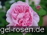 Chaplin's Pink Climber kaufen