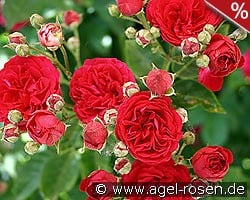 Chevy Chase kaufen, clicken für mehr Details Chevy Chase