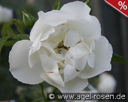 City of York kaufen, clicken für mehr Details City of York