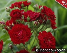 Crimson Siluetta kaufen, clicken für mehr Details Crimson Siluetta