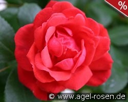 Danse du Feu kaufen, clicken für mehr Details Danse du Feu