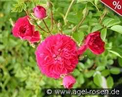 Excelsa kaufen, clicken für mehr Details Excelsa