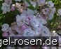 Guirlande Rose kaufen