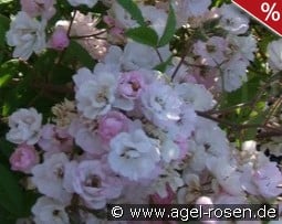 Guirlande Rose kaufen, clicken für mehr Details Guirlande Rose