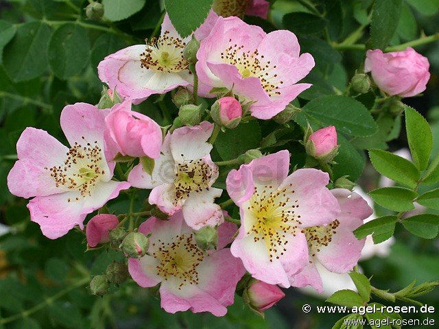 Rose ‘Kew Rambler‘ (wurzelnackte Rose)