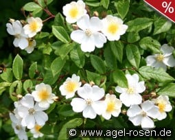 Kiftsgate kaufen, clicken für mehr Details Kiftsgate