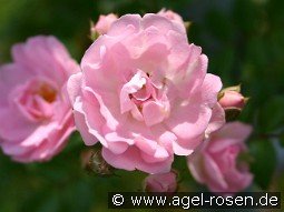 Kirschrose