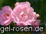 Kirschrose kaufen