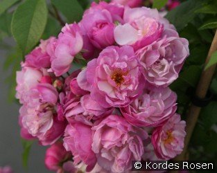 Lavender Siluetta
