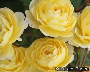 Lemon Siluetta