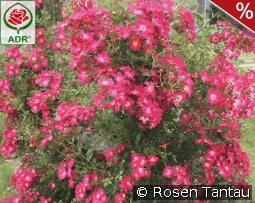 Libertas kaufen, clicken für mehr Details Libertas