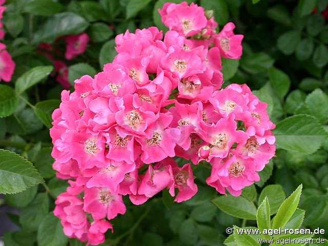 Rose ‘Maria Lisa‘ (2-Liter Biotopf)