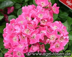 Maria Lisa kaufen, clicken für mehr Details Maria Lisa