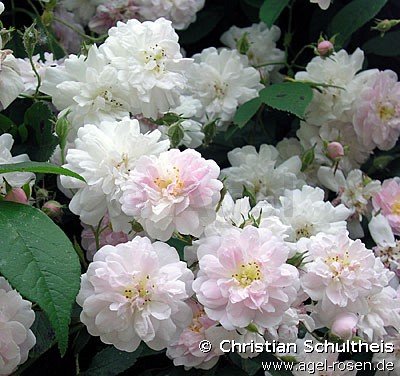 Rose ‘Paul‘s Himalayan Musk Rambler‘ (6,5-Liter Topf)