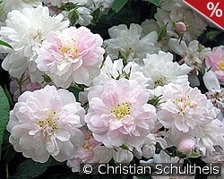 Paul's Himalayan Musk Rambler kaufen, clicken für mehr Details Paul's Himalayan Musk Rambler