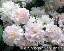 Paul's Himalayan Musk Rambler