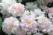 Paul's Himalayan Musk Rambler